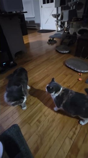 Tommy almost gets Antenna in a triangle armbar