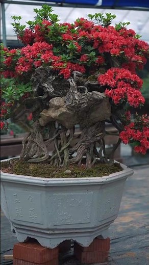 hunting giant tree stump in the forest #bonsai #bonsaitree #moutainlife #bonsailife