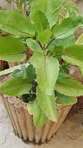 Bryophyllum plant at my home#plants #botanylovers #education