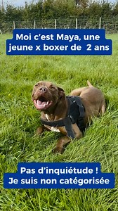 16K views · 716 reactions | #SOSAdoption, Maya aimerait partager des...