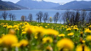 Löwenzahn: Welche Wirkung hat die Heilpflanze?