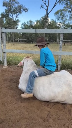 Unexpected Moments with Cattle and Cows