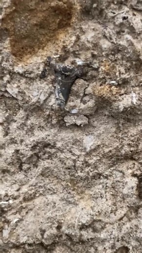 I’ve been diving deep into cenomanian strata lately. The species diversity during this time of change in the Cretaceous oceans is beyond compelling | Fossils Explorer