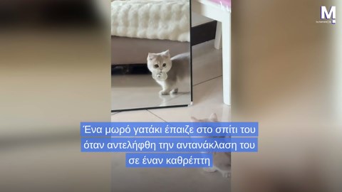 Μωρό γατάκι ξαφνιάζεται με την αντανάκλασή του