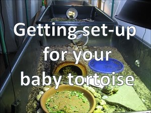 Getting set-up for your baby tortoise | happytortoises