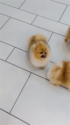 Our Pomeranian Powered By:- 🌟 🏆 Champion Selection Immune Booster (200ml) 🌟 ✨ A Superior Immune Liquid Emulsion Specially Invented For Pomeranian & All Breeds ✨ 👨‍⚖️ Signature Formula by Peter Lee (MASPOMS & JOYMATO) 💡 Recommended by Professional Handlers & Breeders 🐶 Why Choose Champion Selection? Because the smallest details in nutrition make the biggest difference in your dog’s health, development & performance. 🔬 Unlike generic supplements, this precision-engineered emulsion provides: