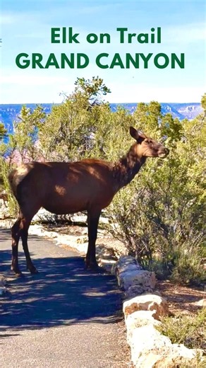 Elk Grazing on South Rim Trail With Stunning Grand Canyon View
