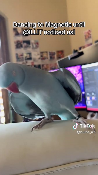 Bulba and Illit Collab Dance - Magnetic Kpop Bird Dancing