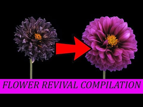 Timelapse Revival Flowers Compilation, Dying Flowers In Reverse