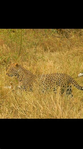 Amazing videos | Frases Simples