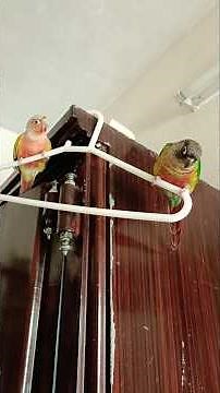 Catch Marble and Goldie saying 'Peekaboo' and showing off their cute antics! 🥰🦜✨ #cuteconures