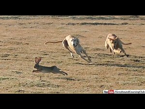 dog rabbit hunting