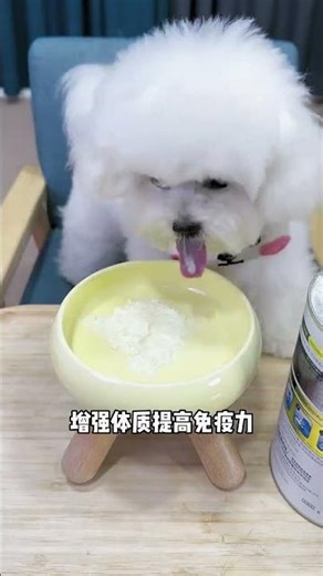 There are so many benefits for dogs to drink goat milk powder #dogfood #dogcare #doglove #cutedog