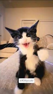 When Cute Cats Get MAD 😂 | Funniest Angry Cat Moments#CuteCats #AngryCats #FunnyCats #CatVideos