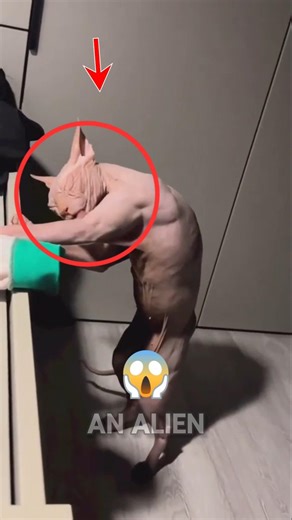 This “Alien” Cat Is Actually the Sweetest Pet Ever #trending #pets