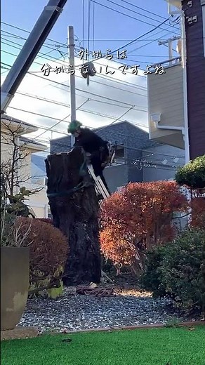 立派で、きれいで、でもお手入れが追いつかない。たくさん悩んだ末の決断で、桜の木を伐採しました🌸#伐採 #特殊伐採 #樹木伐採 #桜の木 #剪定作業 #造園業 #外構工事 #庭のある暮らし