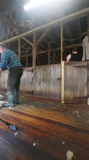Shearing a Romney Ram at Glenburn Station