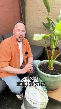 Intratuin - Plant First Aid - Strelitzia care: flower in your Strelitzia