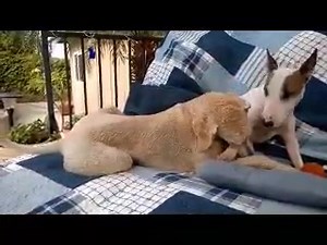 1.4K views · 80 reactions | Crazy fun | The Standard Poodle | Facebook