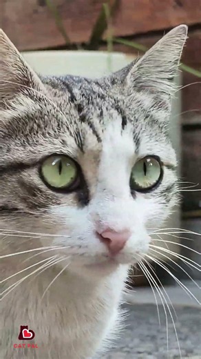 POV: You're Staring into the SOUL of This Tabby Cat! 😻✨ #cat #cute #shorts