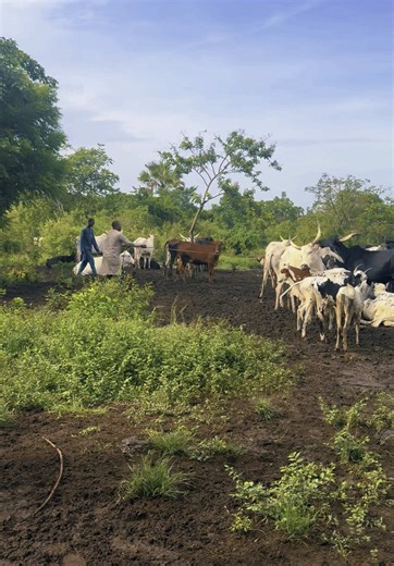 Traditional Fulani Dance in Niger with Fulani Girls | Ruwa Culture