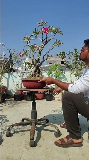 ADENIUM CARE #bonsaianartist #terracegardenindia #plantsofindia #gardenideas #ytshorts #yt #ytshort