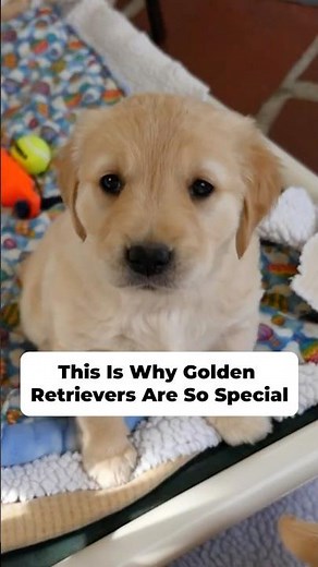 This Is Why Golden Retrievers Are So Special