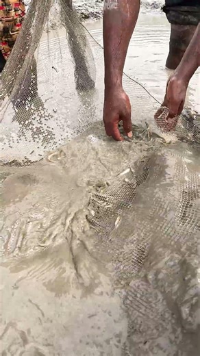 Amazing Traditional Net Fishing in Shallow Water | Mud Fishing Catch! #fishing #fish