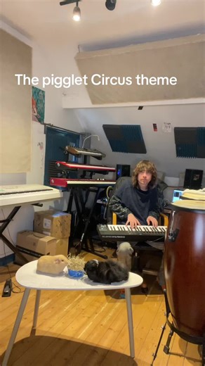 The pigglet Circus thème #guineapig #guineapigs #guineapigsoftiktok #cochondinde #synth