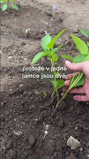 Jak sázím papriky