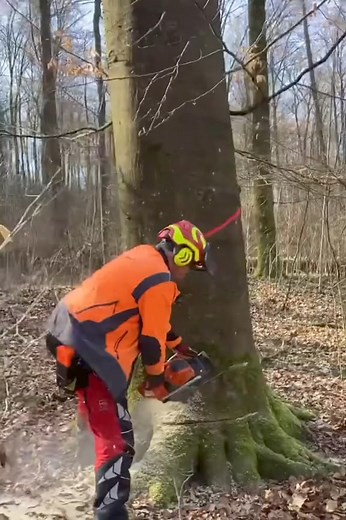 Cut big beech tree #logger #logging #woodworking #viralreelsシ #viralshorts #viral #woodworking #logger #UK #forest #logging | Carrying Wood