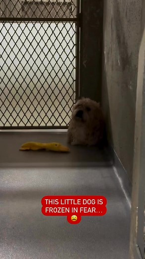 📣SMALL BREED TERRIER MIX UP FOR ADOPTION❤️‍🩹 Poor Fozzie was found by a Good Samaritan as a stray. Upon arrival it was clear Fozzie had a life of mistreatment due to his fur being so matted. Now he’s at the shelter and he’s really scared & nervous. This lil guy needs a soft place to land & to learn to trust. PLEASE SHARE FOZZIE! 🙏🏼 Located at the Town of Hempstead Animal Shelter in Wantagh, NY 💫 #dogreels #foster #adopt #rescue #terriermix #dogvideos #rescuedismyfavoritebreed #rescuedogsroc