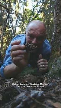 Survivorman | How to Tap a Maple Tree | Wild Harvest Tips | Les Stroud