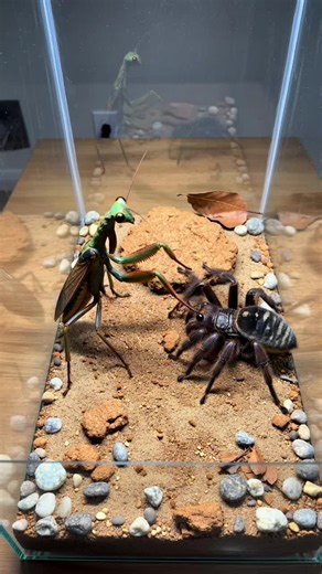 What happened when a bright green gecko faced a venomous black widow? This is an experimental video, what happened when the curious gecko leaned too close to the glossy spider below the log. One sudden strike could change everything in seconds. Would speed save the gecko, or would venom decide the ending? #wildlife #gecko #blackwidow #predatorvs prey #naturebattle