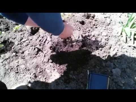 Planting honeyberry/haskap berry bushes
