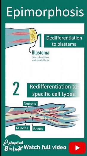 Epimorphosis | Limb regeneration in salamander