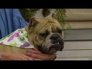 Ask the Vet: Helping Dogs Breathe Easier