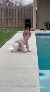 Oh my goodness 😭😭 Dog save tge Baby 🥺 : #rottweiler #dogsofinstagram #dog #rottweilers #rottie #rottweilersofinstagram #dogs #rottweilerpuppy #puppy #instagram #rottweilerlove #of #rottiesofinstagram #martialartsschool #monday #communitysupport #smallbusiness | Bernice Odom