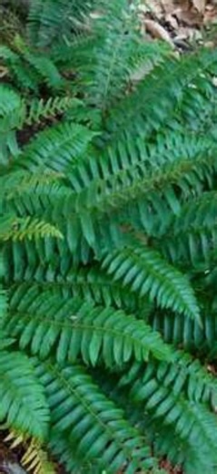 2 Christmas Fern Root/rhizomes, Native Fern, Polystichum Acrostichoides - Etsy