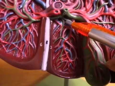 Anatomy & Physiology: Liver and Gallbladder Model Walkthrough