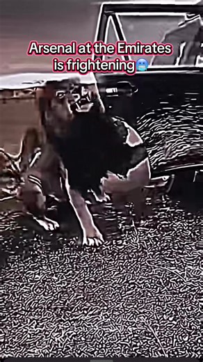 Arsenal’s Emirates Stadium is a Fortress 🔥🔥🔥 #arsenal #emiratesstadium #premierleague #arsenalfc #gunners