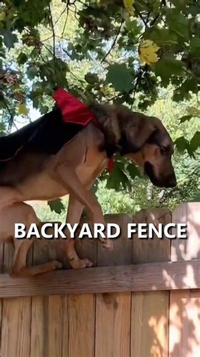 The Dog That Climbs Fences 😍