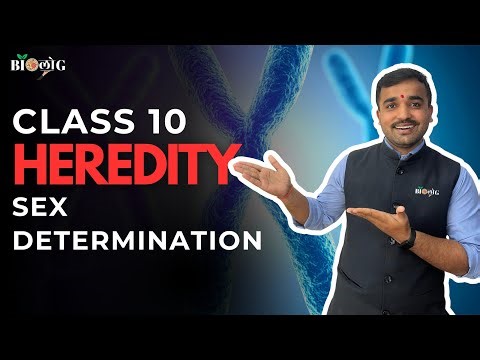 Sex Determination Explained 🧬 | Heredity Class 10 | Boy or Girl? Science | Board Exam Sure Shot