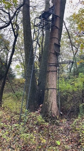 16 reactions | Gathering intel and adjusting some sets in preparation for our next hunters coming in about a week and a half! Things are starting to heat up, the bucks are starting to not like each other and the best time of year is kicking off酪 #bowhunting #whitetailmanagement #giantbuck #deerhunting #whitetailoutfitter #whitetail #landstewardship #trailcam | Tactical Approach Outdoors, LLC | Facebook