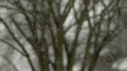 Snow falling in slow motion, soft focus trees in background.