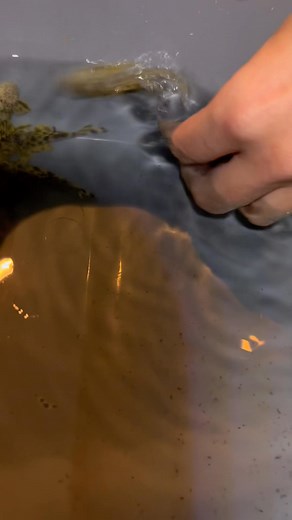 1.8K views · 23 reactions | Look  what Jace has!! | The Fish Factory | Facebook