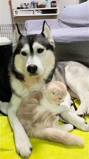 自分の親が犬だと思ってる猫はこうなります...笑#shorts
