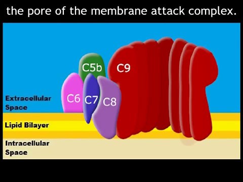 Formation of Membrane Attack Complexes