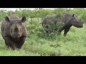 Black Rhino. A Very Close Encounter in the Kruger National Park, South Africa