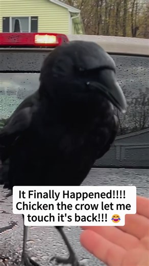 Chicken the Crow Lets Me Touch Her Back!